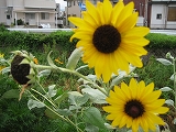 ひまわり～太陽に向かって咲く夏の花も、まもなくエンディング_a0093965_18142737.jpg