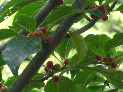 a0086067_9331866.gif