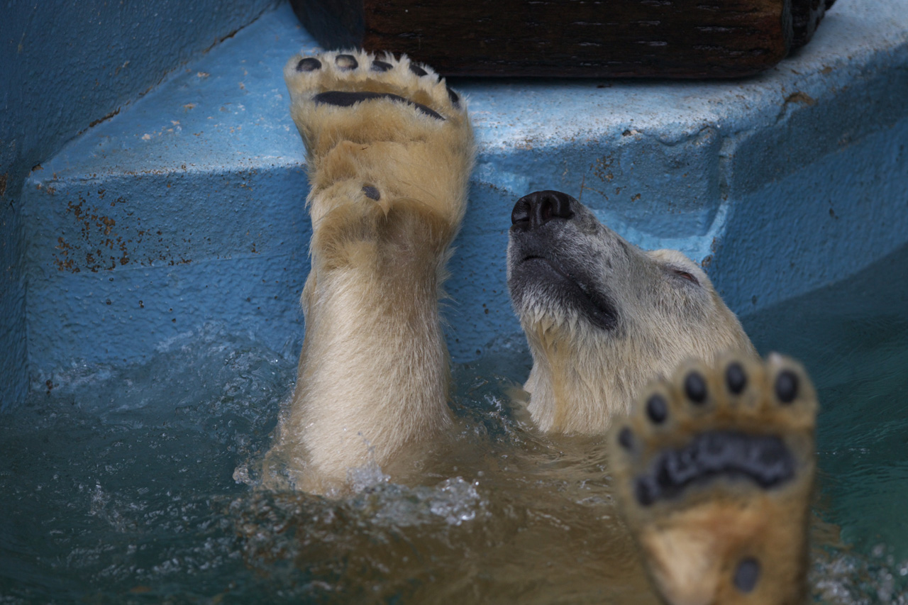 天王寺動物園523_e0060169_637072.jpg