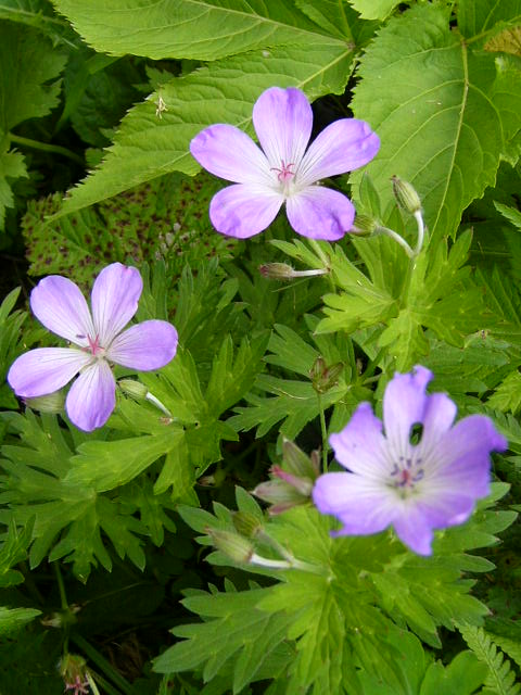 加賀白山の花　その２_e0145782_11215853.jpg