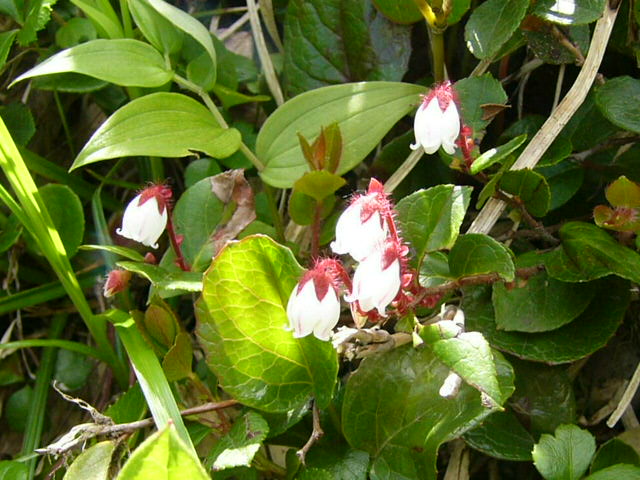 加賀白山の花　その３_e0145782_1125961.jpg