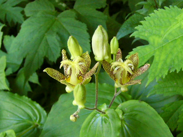 加賀白山の花　その３_e0145782_1172497.jpg