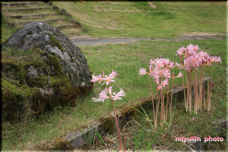 一里野で見かけた花　　_b0109602_1731746.jpg