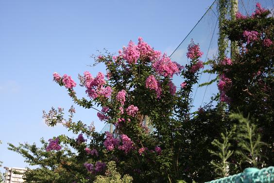 e0130008_22405889.jpg