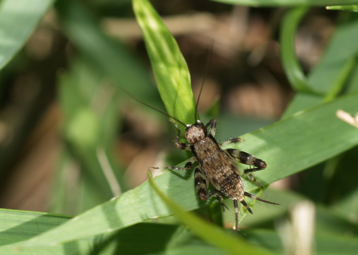 マダラスズの幼虫　雌♀_c0116915_21483543.jpg