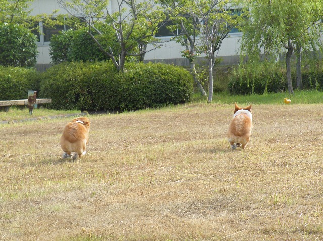 久々のマイ公園♪_c0127617_18145794.jpg