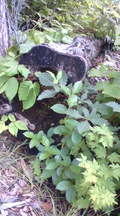 Green♪Green♪_f0126121_23412119.jpg