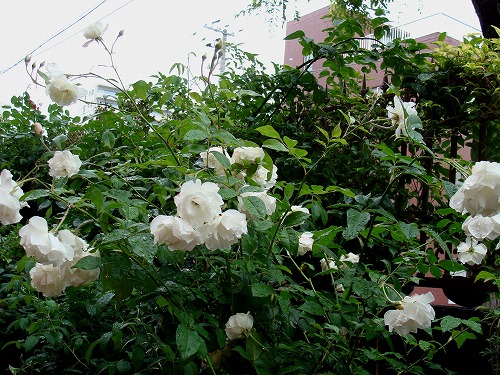 f0170524_1532870.jpg