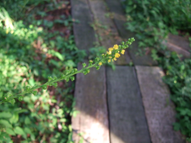 e0085543_8521567.jpg