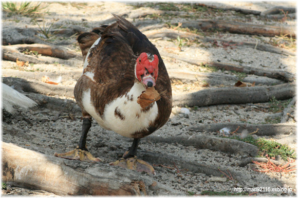 フランス鴨、バリケン 初生雛 3羽
