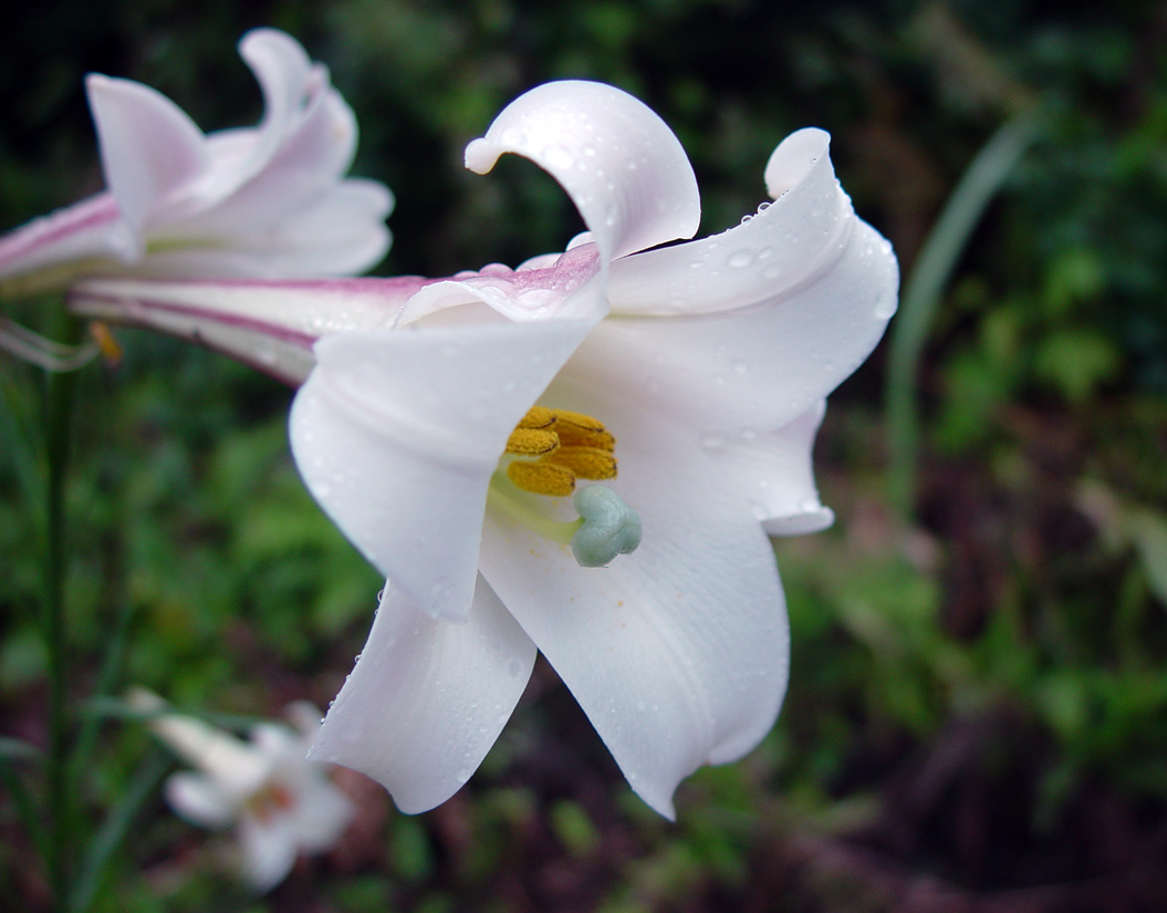 明日香　上畑　ユリの花_c0108146_126286.jpg