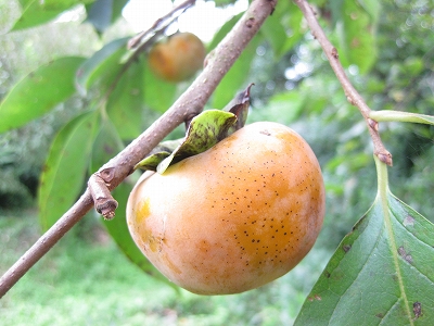 e0139859_043233.jpg