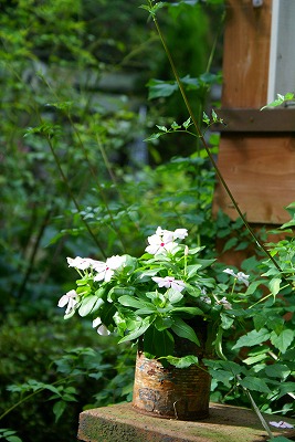 サビサビ缶に植わっているのは・・・_d0083761_19151133.jpg