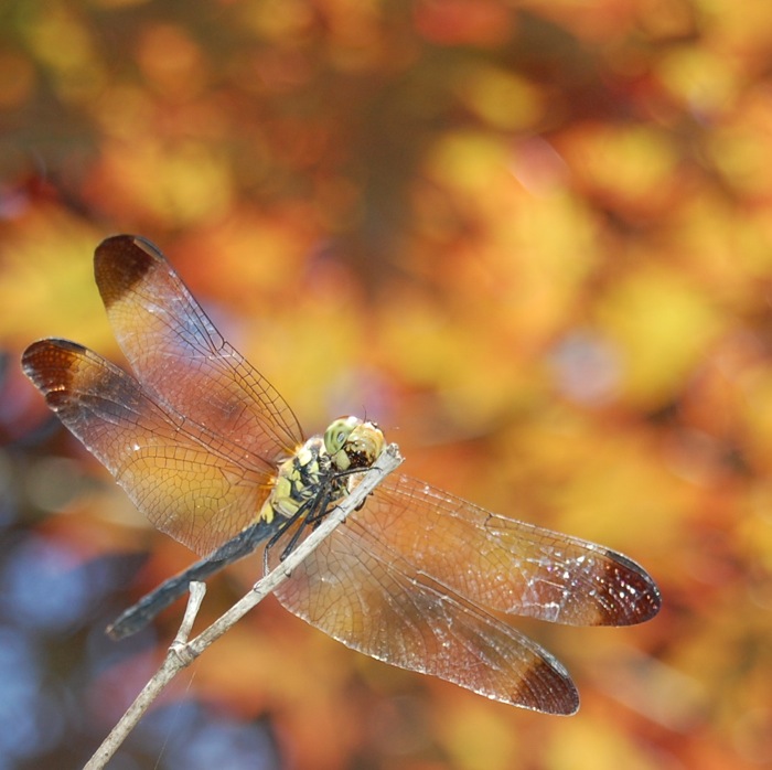 Signs of Autumn_c0164274_1363174.jpg