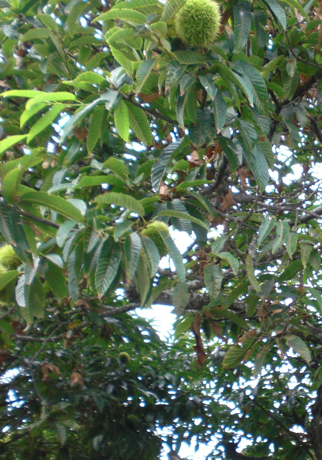 b0157276_21393610.jpg