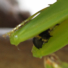 ベランダに潜むハラビロカマキリ_b0053192_1445965.jpg