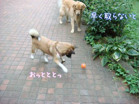 痛くても_f0064906_174551100.jpg