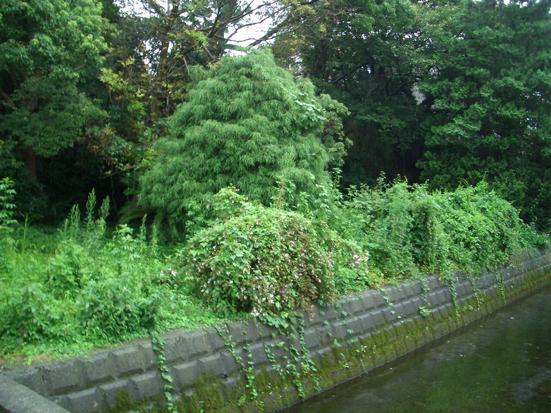 田宿川 井出緑地の草刈り_f0141310_2326342.jpg