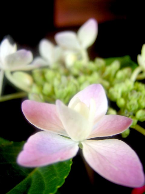 d0088611_1125632.jpg