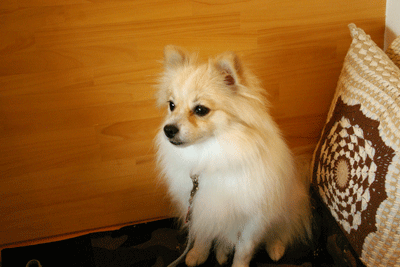 b0075318_23473987.gif