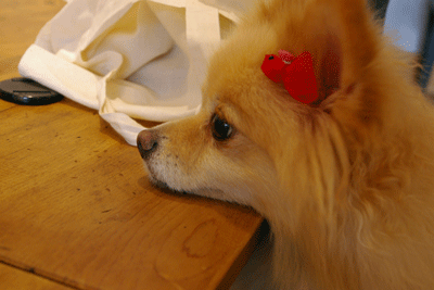 b0075318_23524593.gif