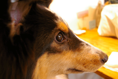 b0075318_2355303.gif