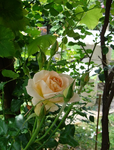 f0170524_1601229.jpg