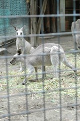 ZOO_c0145274_9204620.jpg