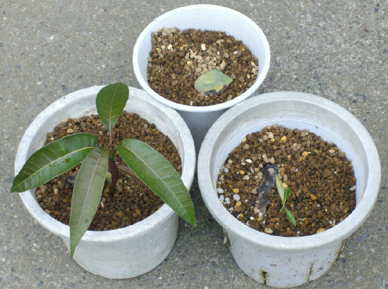 パパイヤの発芽とマンゴーの経過 ブルーベリーの育て方 栽培 ブルーベリー ノート Blueberrynote