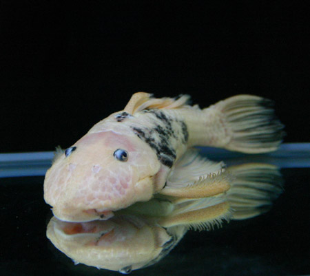 白黒模様とか ビーボックスアクアリウム 熱帯魚情報