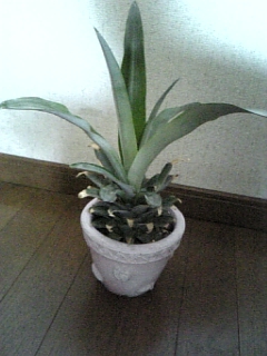 c0092803_11271857.jpg