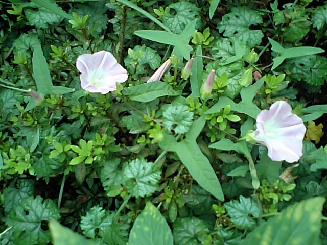 d0054704_24515.jpg