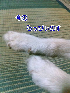 d0148408_19531337.jpg