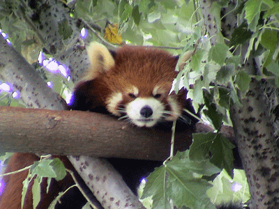 旭山動物園に学ぶ_a0055913_1143334.gif