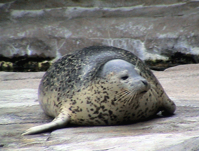 旭山動物園に学ぶ_a0055913_115191.gif