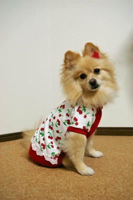 b0075318_0204972.gif