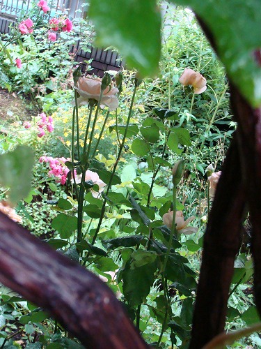 f0170524_14462957.jpg