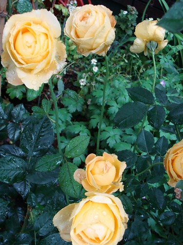 f0170524_1502133.jpg