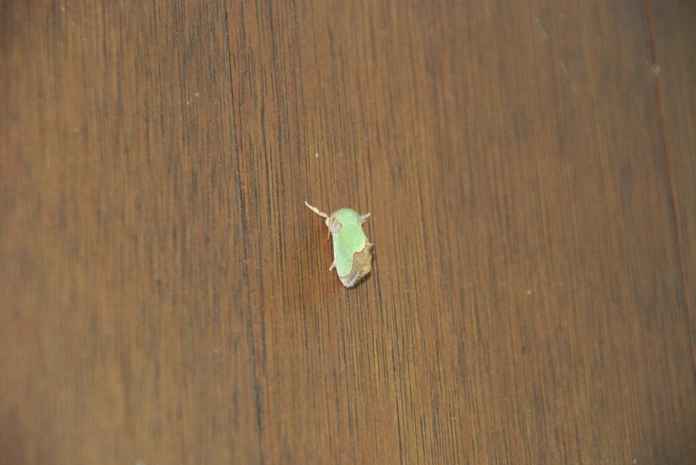 c0162128_8114791.jpg
