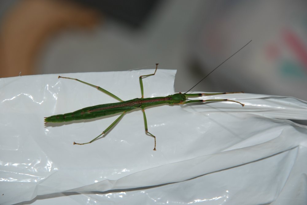 c0162128_8144615.jpg