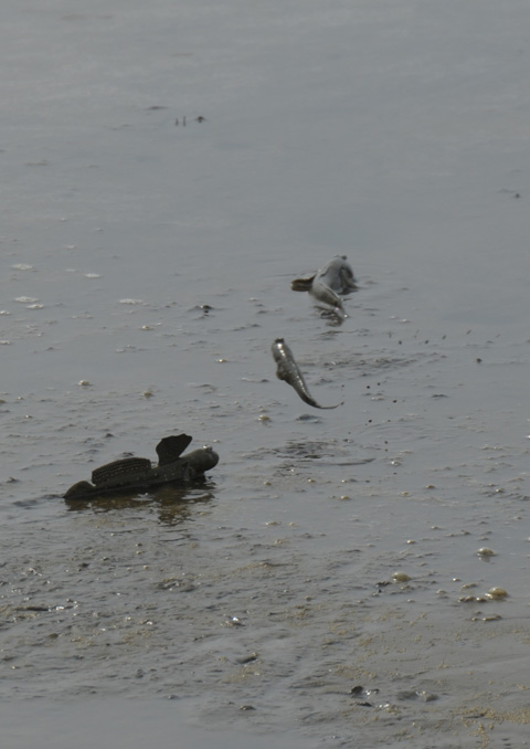 2008/8/29 沖新の珍魚むつごろう！たち。_c0132230_21373691.jpg