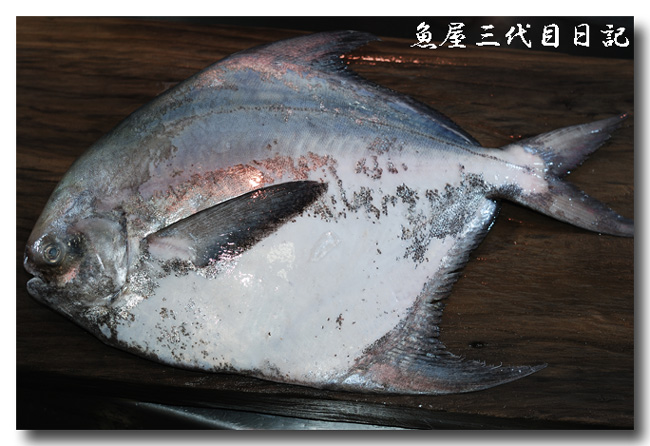 真魚鰹 マナガツオ 西京漬けは絶品 鮮度がよければ刺身もグゥ 魚屋三代目日記