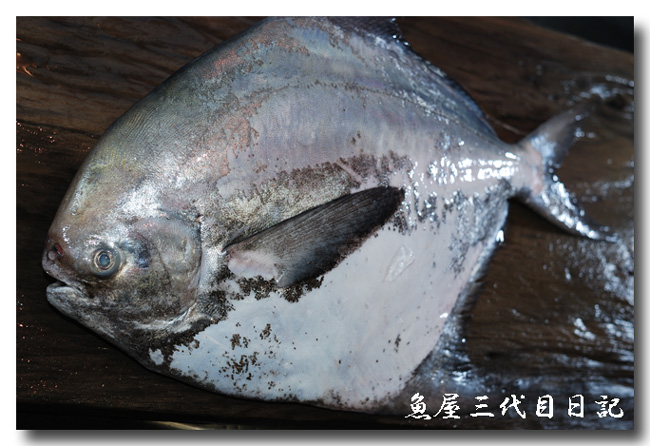 真魚鰹 マナガツオ 西京漬けは絶品 鮮度がよければ刺身もグゥ 魚屋三代目日記