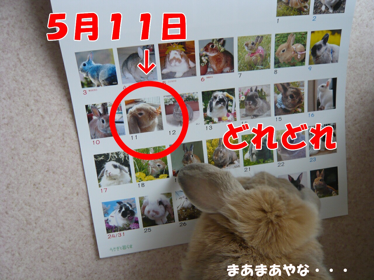 うさぎと暮らす 2009年カレンダーキタ O おてんばうさぎ ミミ ゆき とその仲間たち