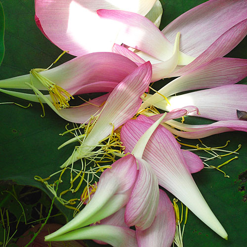 c0067040_22542361.jpg