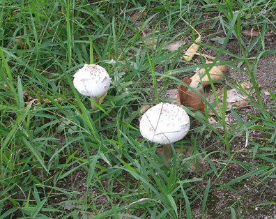 c0095679_13365662.gif