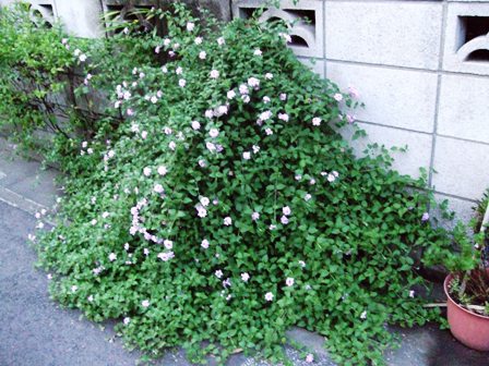 c0078480_1227811.jpg
