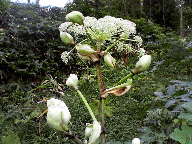 不気味 な植物 シシウド 百合虎ぶろぐ旅日記