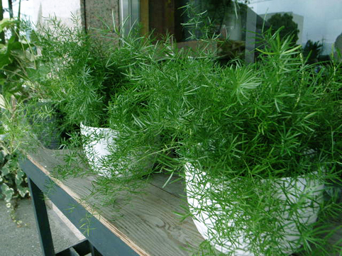 d0100502_17251567.jpg