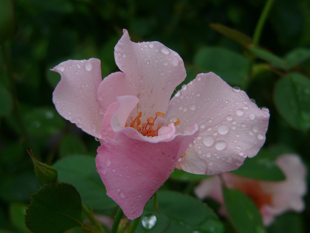 雨の植物園・１_c0062511_20335227.jpg